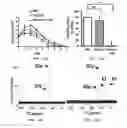 Fig. 17 - Skin probiotic