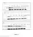 Fig. 06 - Selective c-FLIP Inhibitors as Anticancer Agents