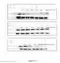 Fig. 08 - Selective c-FLIP Inhibitors as Anticancer Agents