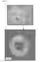 Fig. 03 - POLYMERIC EXTENDED RELEASE COMPOSITIONS OF HYDROXYPROGESTERONE CAPROATE AND METHODS OF USING SAME