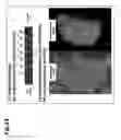 Fig. 16 - METHOD FOR PRODUCING FOUNDER ANIMAL FOR REPRODUCING ANIMAL HAVING LETHAL PHENOTYPE CAUSED BY GENE MODIFICATION