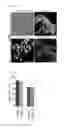Fig. 12 - Nuclear paraspeckle assembly transcript 1 as therapeutic targeting in neurodegeneration