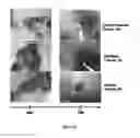 Fig. 03 - Compositions useful for mucosal healing