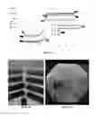 Fig. 07 - Compositions useful for mucosal healing