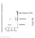 Fig. 17 - Compositions and methods for immune cell modulation in adoptive immunotherapies