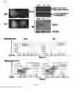 Fig. 03 - Methods for enhancing lifespan and/or treating cellular proliferative disorders by transplantation