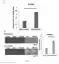 Fig. 08 - Methods for enhancing lifespan and/or treating cellular proliferative disorders by transplantation