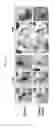 Fig. 02 - Composition for preventing or treating inflammatory disease comprising the venom of or 