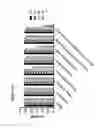 Fig. 53 - RECOMBINANT BACTERIA ENGINEERED TO TREAT DISEASES AND DISORDERS ASSOCIATED WITH AMINO ACID METABOLISM AND METHODS OF USE THEREOF