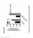 Fig. 62 - RECOMBINANT BACTERIA ENGINEERED TO TREAT DISEASES AND DISORDERS ASSOCIATED WITH AMINO ACID METABOLISM AND METHODS OF USE THEREOF