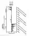 Fig. 69 - RECOMBINANT BACTERIA ENGINEERED TO TREAT DISEASES AND DISORDERS ASSOCIATED WITH AMINO ACID METABOLISM AND METHODS OF USE THEREOF