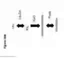 Fig. 70 - RECOMBINANT BACTERIA ENGINEERED TO TREAT DISEASES AND DISORDERS ASSOCIATED WITH AMINO ACID METABOLISM AND METHODS OF USE THEREOF
