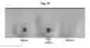 Fig. 13 - Ionizing irradiation sterilization of bacterial minicell-based biopharmaceuticals and methods of use