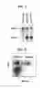 Fig. 03 - Composition for inducing proliferation or accumulation of regulatory T cells