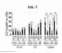 Fig. 06 - Composition for inducing proliferation or accumulation of regulatory T cells
