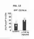 Fig. 09 - Composition for inducing proliferation or accumulation of regulatory T cells
