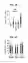Fig. 12 - Composition for inducing proliferation or accumulation of regulatory T cells