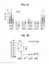 Fig. 24 - Composition for inducing proliferation or accumulation of regulatory T cells