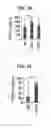 Fig. 29 - Composition for inducing proliferation or accumulation of regulatory T cells