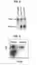 Fig. 03 - Composition for inducing proliferation or accumulation of regulatory T cells