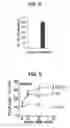 Fig. 04 - Composition for inducing proliferation or accumulation of regulatory T cells