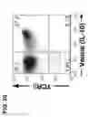 Fig. 16 - Composition for inducing proliferation or accumulation of regulatory T cells