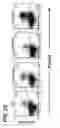 Fig. 22 - Composition for inducing proliferation or accumulation of regulatory T cells