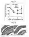 Fig. 34 - Composition for inducing proliferation or accumulation of regulatory T cells