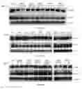 Fig. 12 - Uses and development of neurodefend for treating neurodegenerative diseases