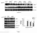 Fig. 13 - Uses and development of neurodefend for treating neurodegenerative diseases