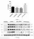 Fig. 20 - Uses and development of neurodefend for treating neurodegenerative diseases