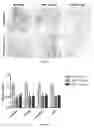 Fig. 22 - Uses and development of neurodefend for treating neurodegenerative diseases