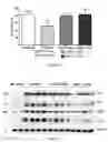 Fig. 30 - Uses and development of neurodefend for treating neurodegenerative diseases