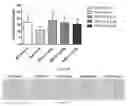 Fig. 35 - Uses and development of neurodefend for treating neurodegenerative diseases