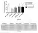 Fig. 40 - Uses and development of neurodefend for treating neurodegenerative diseases