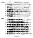 Fig. 51 - Uses and development of neurodefend for treating neurodegenerative diseases