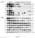 Fig. 55 - Uses and development of neurodefend for treating neurodegenerative diseases