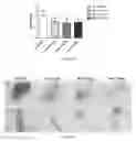 Fig. 59 - Uses and development of neurodefend for treating neurodegenerative diseases