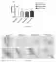Fig. 61 - Uses and development of neurodefend for treating neurodegenerative diseases