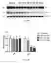 Fig. 62 - Uses and development of neurodefend for treating neurodegenerative diseases