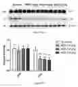 Fig. 63 - Uses and development of neurodefend for treating neurodegenerative diseases