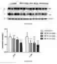 Fig. 64 - Uses and development of neurodefend for treating neurodegenerative diseases