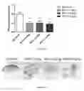 Fig. 67 - Uses and development of neurodefend for treating neurodegenerative diseases
