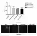 Fig. 71 - Uses and development of neurodefend for treating neurodegenerative diseases