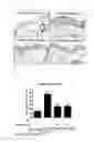 Fig. 07 - PHARMACEUTICAL COMPOSITION COMPRISING PURPLE CORN EXTRACT FOR PREVENTION OR TREATMENT OF SKIN DISEASE