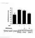 Fig. 16 - PHARMACEUTICAL COMPOSITION COMPRISING PURPLE CORN EXTRACT FOR PREVENTION OR TREATMENT OF SKIN DISEASE