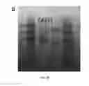 Fig. 03 - Multimeric elastin-like polypeptides