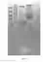 Fig. 16 - Multimeric elastin-like polypeptides