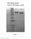 Fig. 24 - Multimeric elastin-like polypeptides