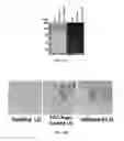 Fig. 30 - Multimeric elastin-like polypeptides